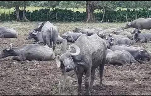 Búfalo convierte el sueño de un conductor en pesadilla