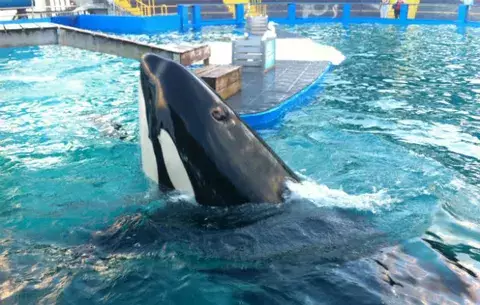 California prohíbe cría y espectáculos de orcas en cautividad