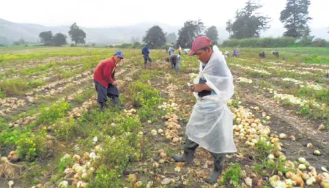Avance agrícola suramericano depende de tecnología e inversión