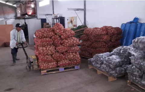 Se agudiza la crisis; IMA no ha cumplido con la compra de cebolla