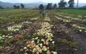 Productores: “nos da tristeza y dolor de cabeza venderle al Gobierno”