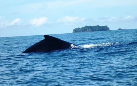 Invertirán $3.5 millones para turismo de delfines y ballenas