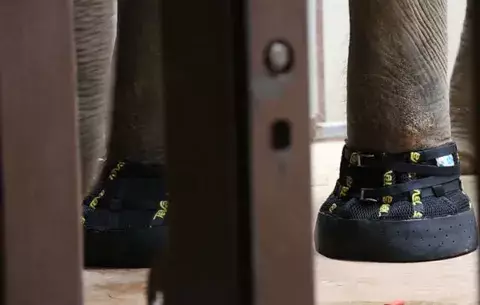 Elefanta en EE.UU. recibe botas para lidiar con su artritis 