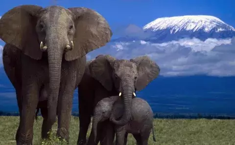 Población de elefantes africanos cae en 30%