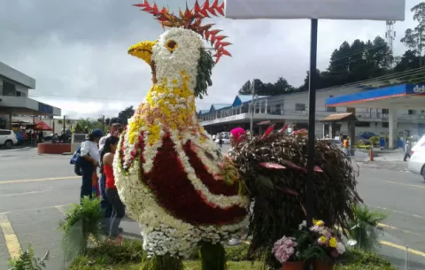 Millones de flores de las tierras altas de Panamá celebran su fiesta anual