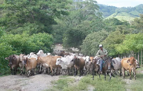 Actualizarán estadística de ganado vacuno, porcino y gallinas