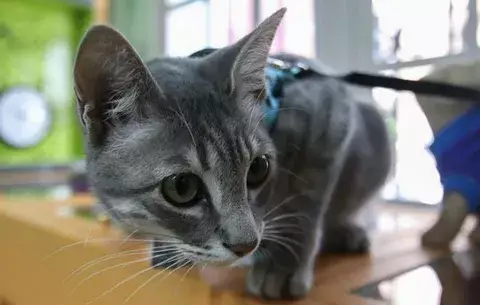 Darle un beso a tu gato puede matarte