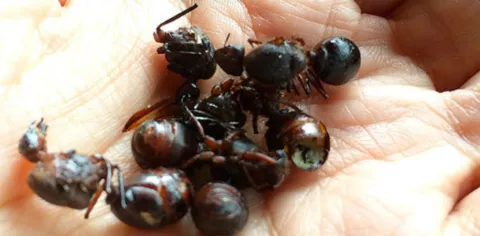 Insectos exquisitos: la última tendencia 'foodie'