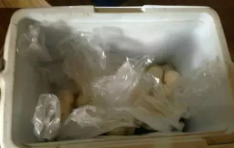 Capturan a sujetos que querían vender huevos de tortuga 