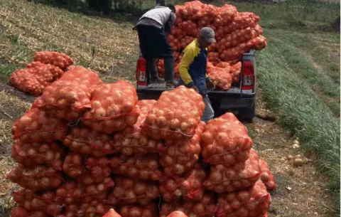 Cebolla importada tiene hongo y carbón, aseguran productores 