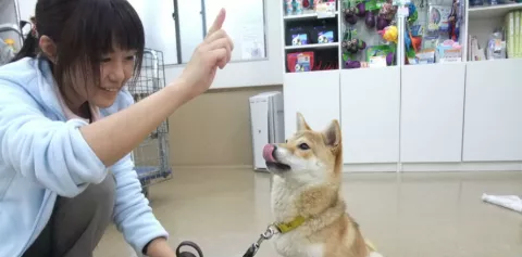 Por qué las mascotas japonesas viven más que el resto