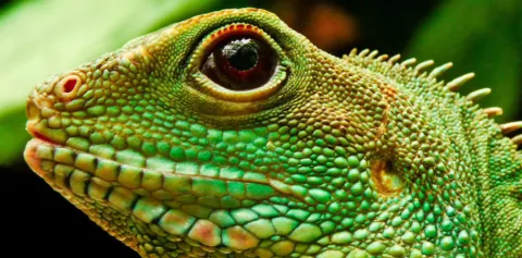 Este reptil se extinguirá por calentamiento global