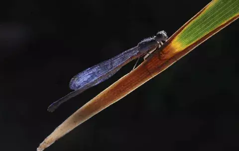 Identifican nueva especie de libélula con cuerpo azul