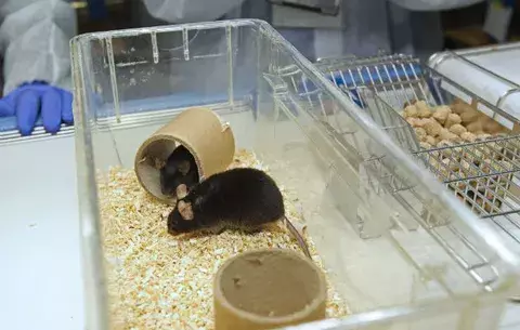 Nueva molécula detiene desarrollo del Alzheimer en ratones