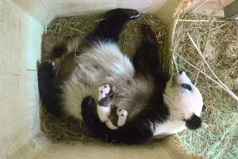 Pandas gemelos de Viena son macho y hembra