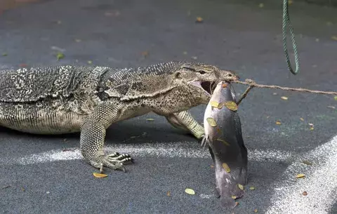Empiezan a desalojar lagartos de hasta 2 metros en parque de Bangkok