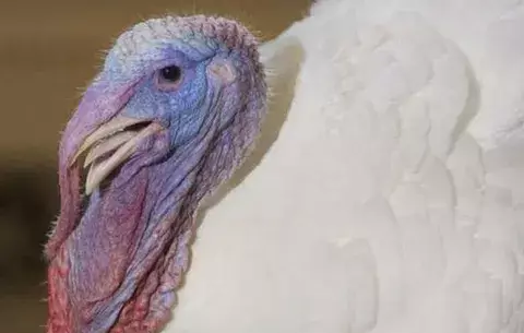Condenan a universitarios por robarse un pavo