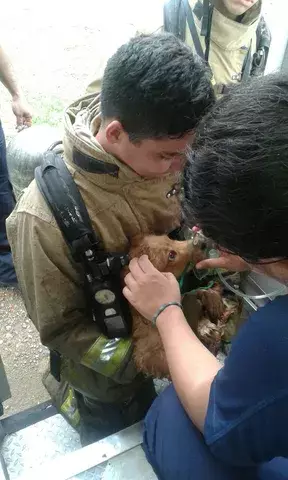 Perro es atendido en ambulancia del Samer