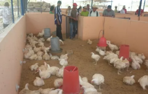 Unas 254 fincas avícolas a nivel nacional serán inspeccionadas