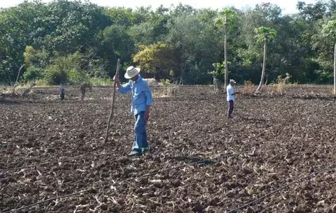 Estudio en Los Santos, pemitirá conocer grado de contaminación de alimentos