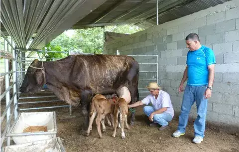 Insólito: Vaca cruzada pare trillizos en Azuero