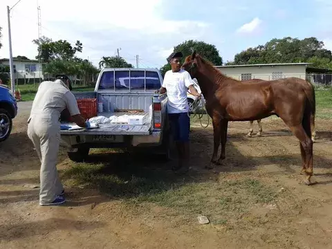 Refuerzan vacunación contra la encefalitis equina en Herrera