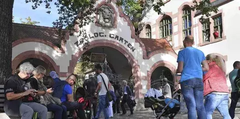 Leones se escapan de zoológico, pero uno no sobrevive