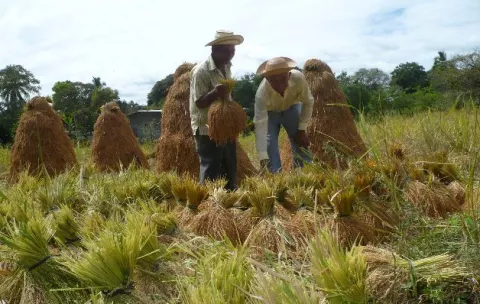Se prevé que Panamá será autosuficiente en arroz para el 2017  