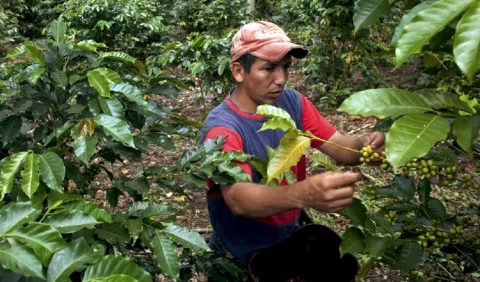 Disminuye la producción de café  en suelo  panameño 