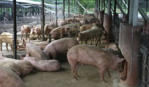 Normativa  atenta en contra de pequeños porcicultores