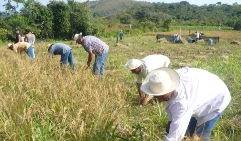 Autosuficiencia en arroz, una meta lejos de lograr