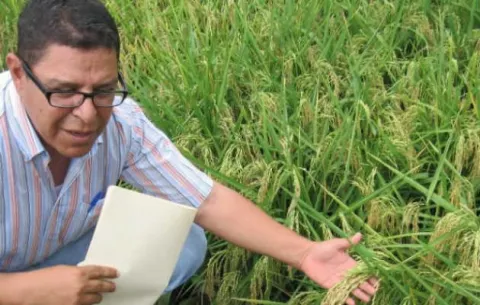 Panamá a la vanguardia con sistema de cultivo de arroz