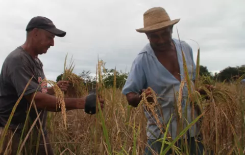 Productores de arroz le exigen a Varela que cumpla con acuerdo