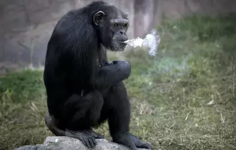 Azalea, la chimpancé que fuma un paquete de cigarrillo al día