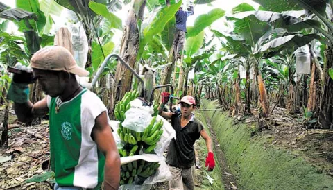 Desarrollo de antigua zona bananera requiere $1.200 millones