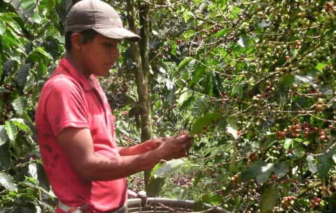 Disminuye producción cafetalera en el país