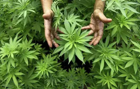 Hallan plantas de cannabis en tumba china de hace 2 mil años