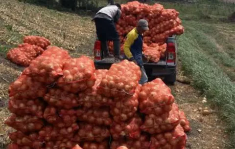 Más de 7 mil quintales de cebolla de septiembre no se han podido comercializar