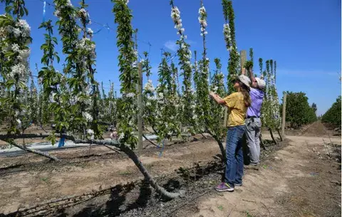 'Cerezos bonsái' revolucionan producción de la fruta en Chile