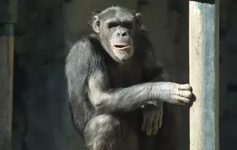 Los grandes primates pueden leer la mente, según un experimento