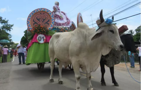 Hay fiesta en Coclé, arrancaron las celebraciones del Sombrero Pinta'o y del Toro Guapo