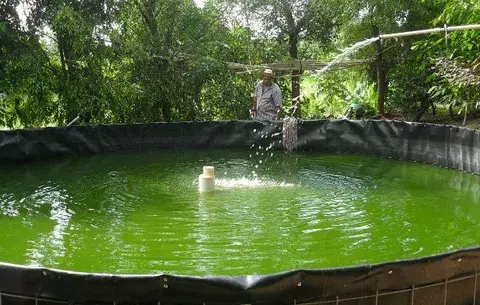 Aumenta la producción de tilapia en Los Santos