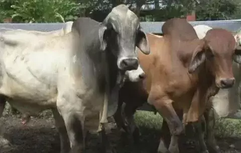 Ganaderos de Bocas del Toro de frente contra el cuatrerismo