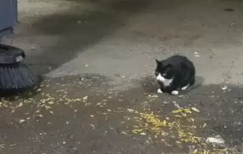 Gatos cimarrones combaten ratas en Nueva York 