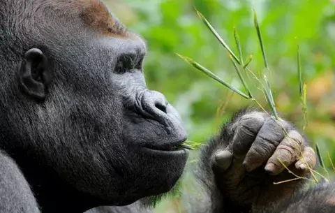  El gorila oriental del Congo está en peligro crítico de extinción