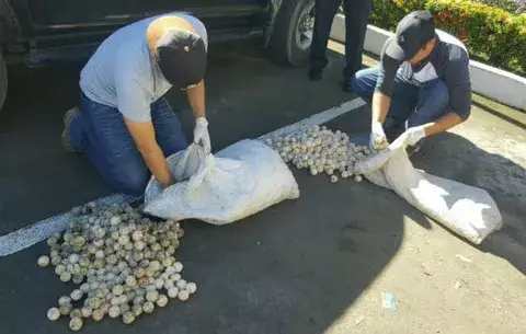 Caen tres sujetos transportando más de dos mil huevos de tortuga