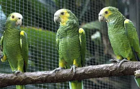 Los loros colaboran contra la deforestación de las selvas tropicales
