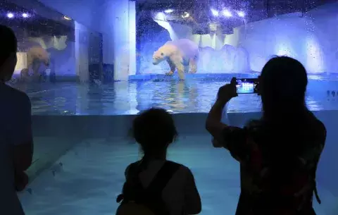 Un millón de personas piden la libertad del "oso polar más triste"