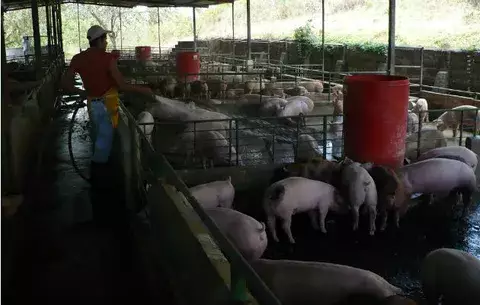 Porcicultores descontentos por creación de decreto nacional