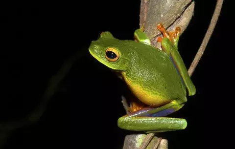 Descubren una nueva especie de rana arborícola verde